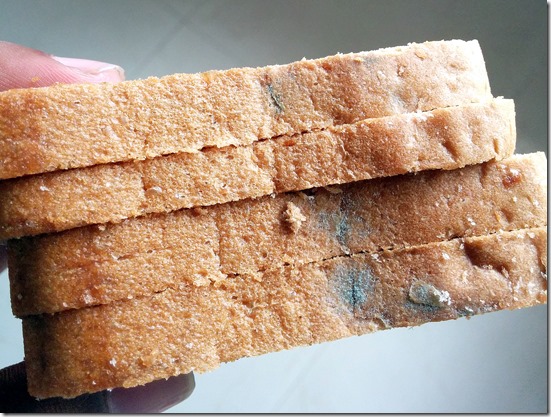 mold bread with fungus